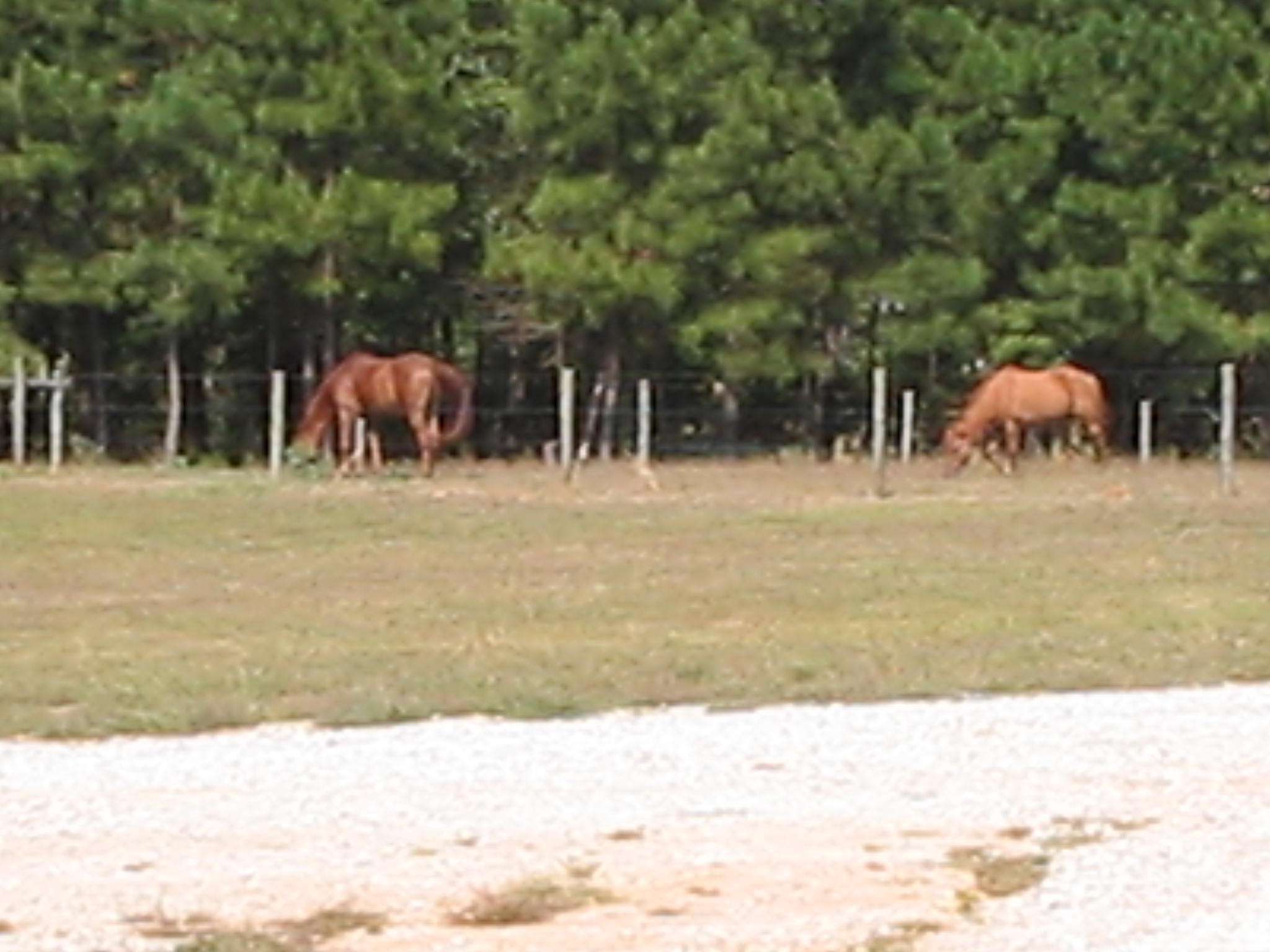 horses1.jpg